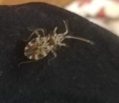 Centrocoris variegatus