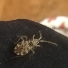 Centrocoris variegatus