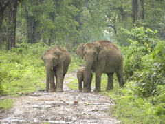 Elephas maximus indicus