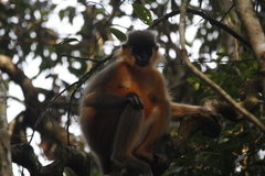 Trachypithecus pileatus