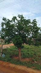 Jatropha mollissima