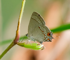 Nicolaea ophia