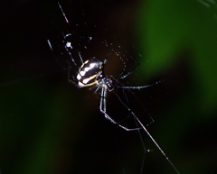 Leucauge argentina