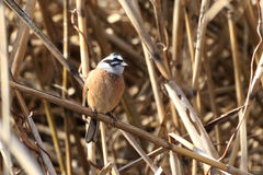 Emberiza cioides