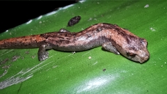 Bolitoglossa occidentalis image