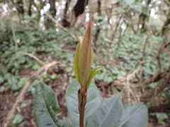 Pleiomeris canariensis image