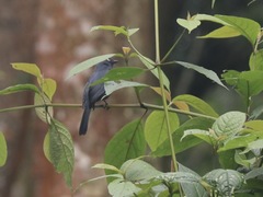 Melaenornis ardesiacus