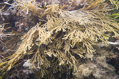 Xiphophora chondrophylla