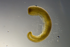 Xiphophora chondrophylla