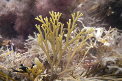 Xiphophora chondrophylla