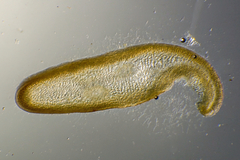 Xiphophora chondrophylla