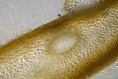 Xiphophora chondrophylla