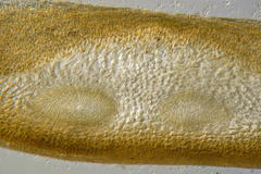 Xiphophora chondrophylla