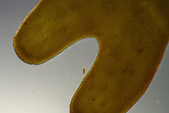 Xiphophora chondrophylla