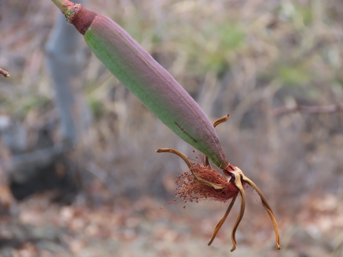 Pseudobombax cajamarcanus Fern.Alonso 2