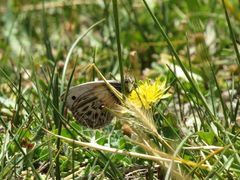Argyrophorus argenteus