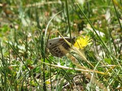 Argyrophorus argenteus