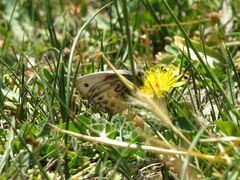 Argyrophorus argenteus