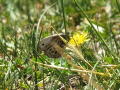 Argyrophorus argenteus