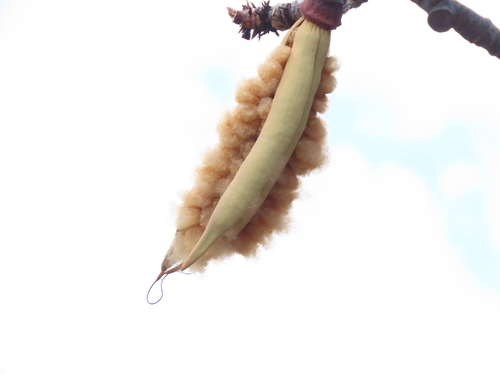 Pseudobombax cajamarcanus