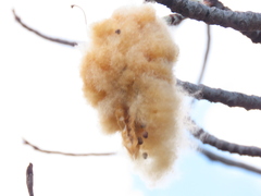 Pseudobombax cajamarcanus