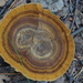 Brown Funnel Polypore - Photo (c) Степанова Ксения, some rights reserved (CC BY-NC), uploaded by Степанова Ксения