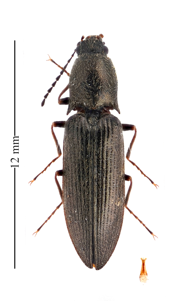Mendax Click Beetle