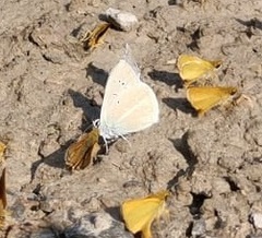 Polyommatus dolus