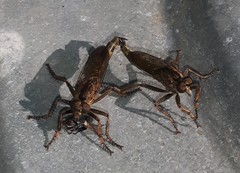 Machimus snowii