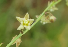 Aspidoglossum glabrescens
