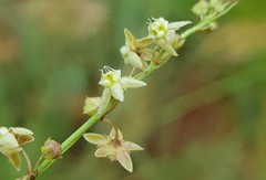 Aspidoglossum glabrescens