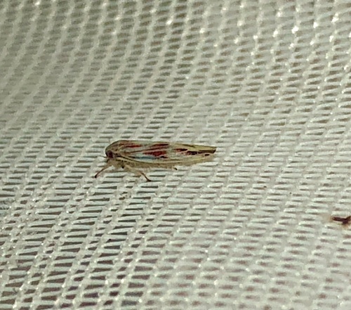 Balclutha rubrostriata observed 2022-02-01