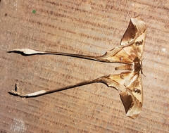 Copiopteryx