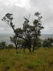 Ozoroa paniculosa