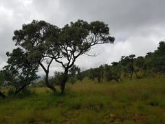 Ozoroa paniculosa