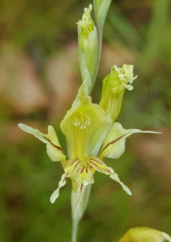Gladiolus permeabilis edulis