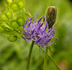 Phyteuma hemisphaericum