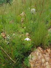 Clematis villosa stanleyi