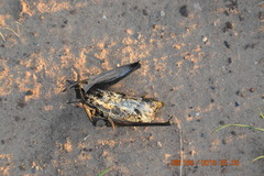 Taphozous mauritianus