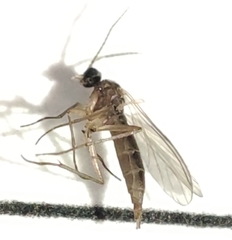 Nematocera
