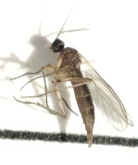 Nematocera