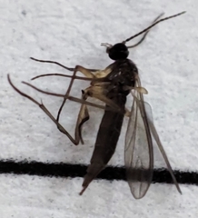 Nematocera