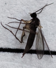 Nematocera