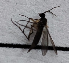 Nematocera