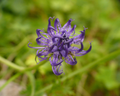 Phyteuma hemisphaericum