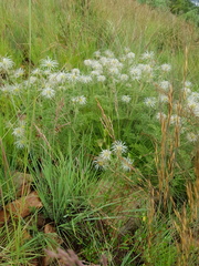 Clematis villosa stanleyi