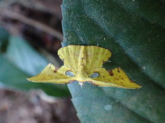 Corymica spatiosa