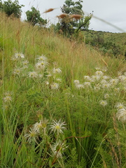 Clematis villosa stanleyi