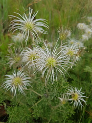 Clematis villosa stanleyi