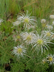 Clematis villosa stanleyi